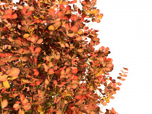 Evergreen Sunjoy Gold Beret Barberry bush 3Dモデル