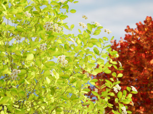 Evergreen Sunjoy Gold Beret Barberry bush 3Dモデル