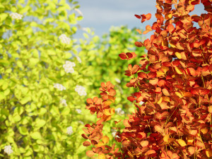 Evergreen Sunjoy Gold Beret Barberry bush 3Dモデル