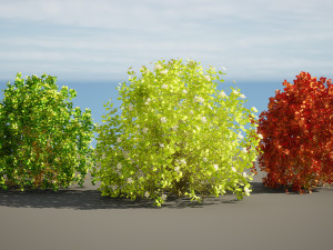 Evergreen Sunjoy Gold Beret Barberry bush 3Dモデル