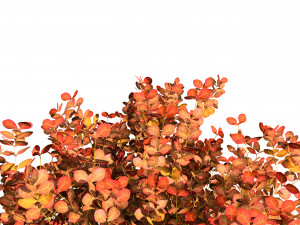 Evergreen Sunjoy Gold Beret Barberry bush 3Dモデル
