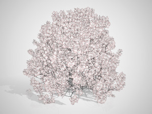 Evergreen Sunjoy Gold Beret Barberry bush 3Dモデル