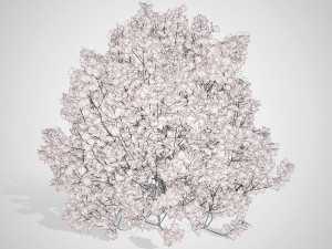 Evergreen Sunjoy Gold Beret Barberry bush 3Dモデル
