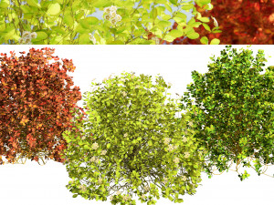 Evergreen Sunjoy Gold Beret Barberry bush 3Dモデル