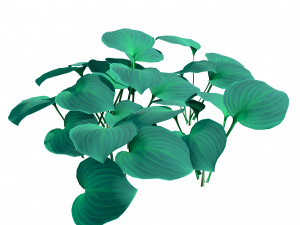 Breathtaking Blue Mouse Ears Hosta in All Seasons 3D Модель