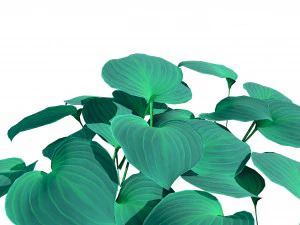 Breathtaking Blue Mouse Ears Hosta in All Seasons 3D Model