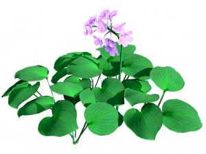 Breathtaking Blue Mouse Ears Hosta in All Seasons 3D Model
