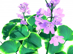 Breathtaking Blue Mouse Ears Hosta in All Seasons 3D 모델