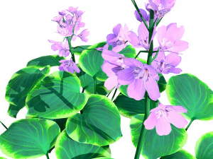 Breathtaking Blue Mouse Ears Hosta in All Seasons 3D Model