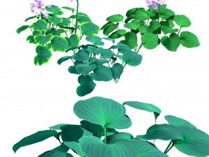 Breathtaking Blue Mouse Ears Hosta in All Seasons 3D 모델