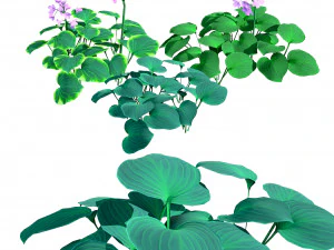 Breathtaking Blue Mouse Ears Hosta in All Seasons 3D Model