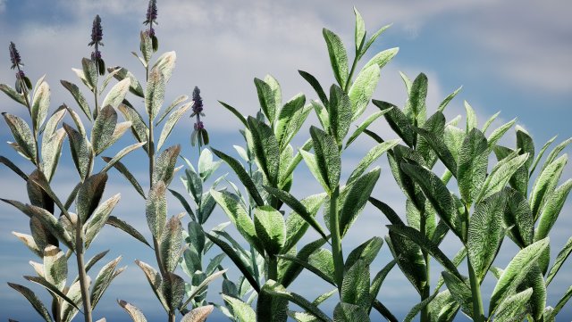Lambs Ear plants Modello 3D .c4d .max .obj .3ds .fbx .stl .blend 