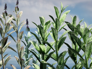 Lambs Ear plants 3D Model