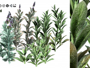 Lambs Ear plants Modello 3D