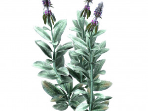 Lambs Ear plants Modello 3D
