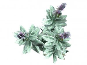 Tanaman Kuping Domba Model 3D