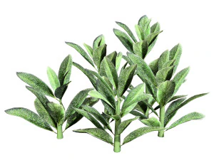 Tanaman Kuping Domba Model 3D