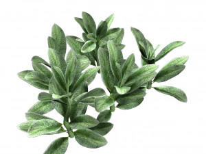 Tanaman Kuping Domba Model 3D