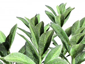 Tanaman Kuping Domba Model 3D