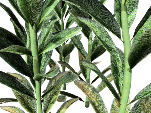 Lambs Ear plants Modello 3D