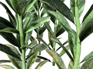 Tanaman Kuping Domba Model 3D