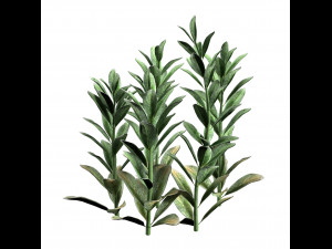 Lambs Ear plants Modello 3D