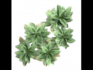 Tanaman Kuping Domba Model 3D