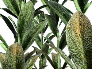 Lambs Ear plants Modello 3D