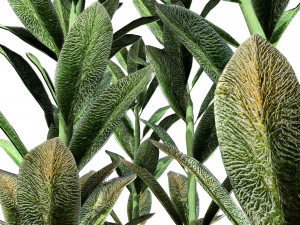 Tanaman Kuping Domba Model 3D