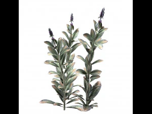 Tanaman Kuping Domba Model 3D