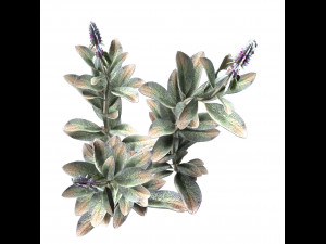 Lambs Ear plants Modello 3D