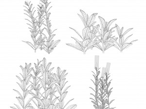 Lambs Ear plants Modello 3D
