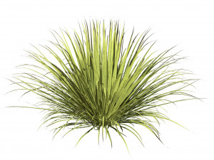 All-Season Blue Fescue 3D Model
