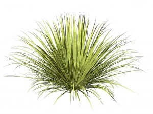 All-Season Blue Fescue 3D Model