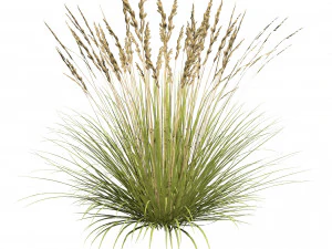 All-Season Blue Fescue 3D Model