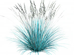 All-Season Blue Fescue 3D Model