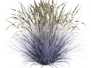 All-Season Blue Fescue 3D Model