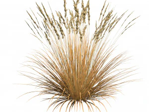 All-Season Blue Fescue 3D Model