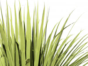 All-Season Blue Fescue 3D Model