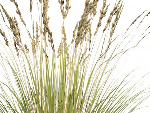 All-Season Blue Fescue 3D Model