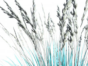 All-Season Blue Fescue 3D Model