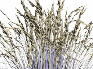 All-Season Blue Fescue 3D Model