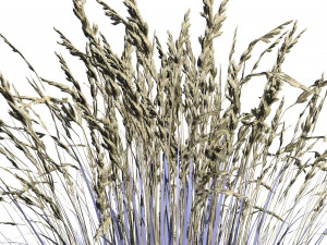 All-Season Blue Fescue 3D Model