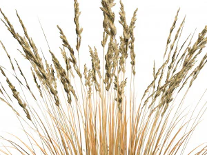 All-Season Blue Fescue 3D Model