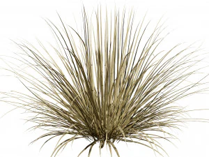 All-Season Blue Fescue 3D Model