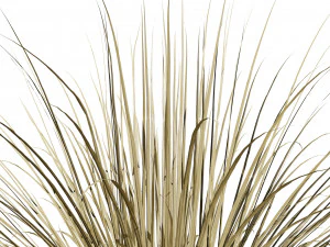 All-Season Blue Fescue 3D Model