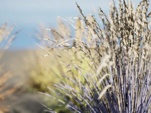 All-Season Blue Fescue 3D Model