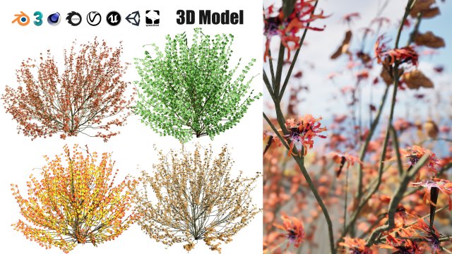 Hamamelis vernalis a 3D Masterpiece for All Seasons Modelo 3D .c4d .max .obj .3ds .fbx .stl .blend