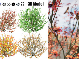 Hamamelis vernalis a 3D Masterpiece for All Seasons 3D Model