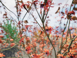 Hamamelis vernalis a 3D Masterpiece for All Seasons Modelo 3D